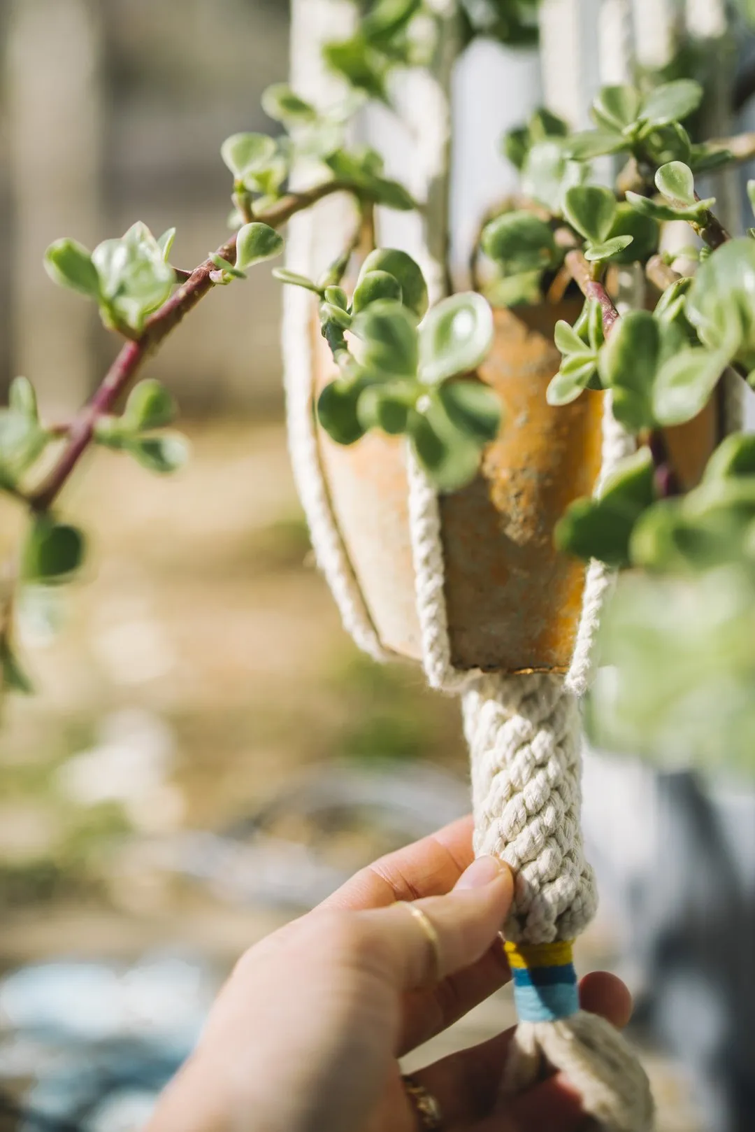 Dignity Plant Hanger