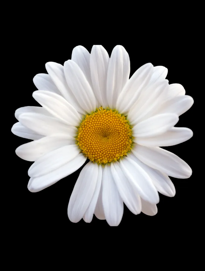 WHITE DAISY RACERBACK - BLACK