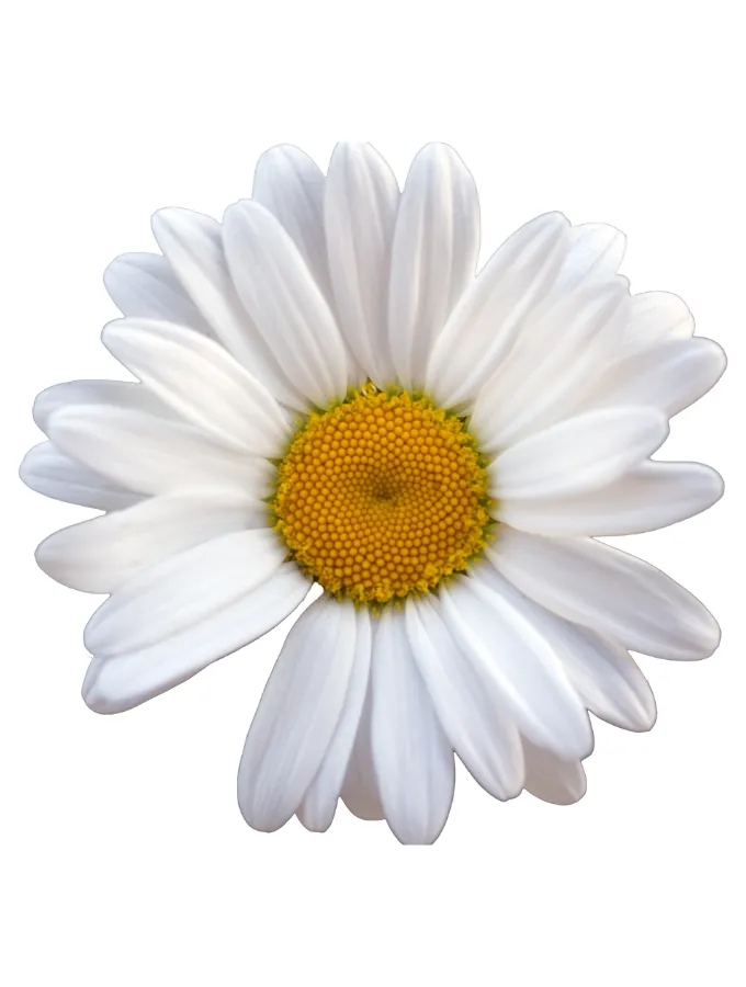 WHITE DAISY RACERBACK - WHITE